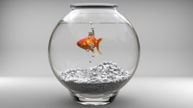 Bir akvaryum - baloncuklar içinde altın balık