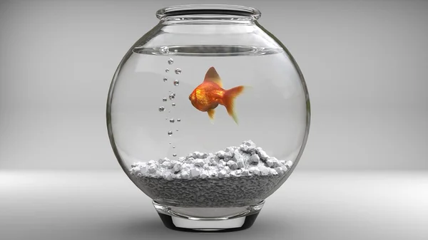Goldfische in einer Fischschale - Blasen - Studioaufnahme — Stockfoto