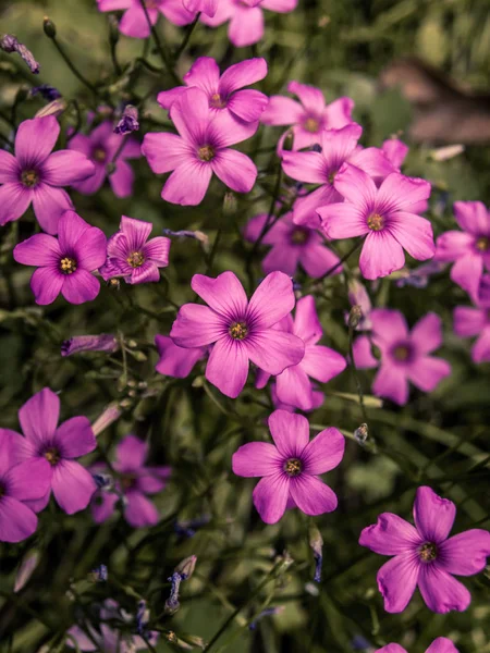 Small wild purple flowers — Stock Photo, Image