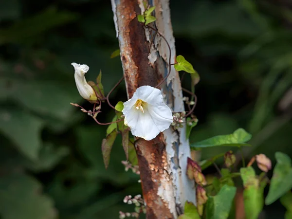 Wild flower and rust — Stock Photo, Image