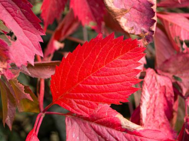 Parlak kırmızı yaprak - Sonbahar renkleri