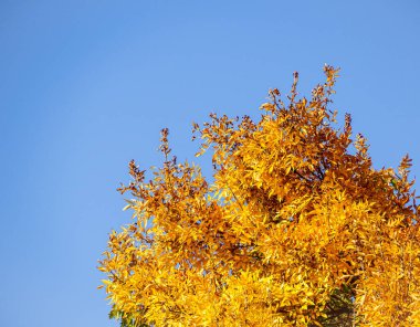 Sonbaharda açık mavi gökyüzüne karşı altın sarısı ağaç gölgesi
