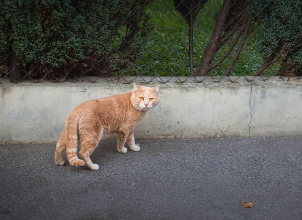 Холодная Оранжевая Соломенная Кошка Ярко Желтыми Глазами — стоковое фото