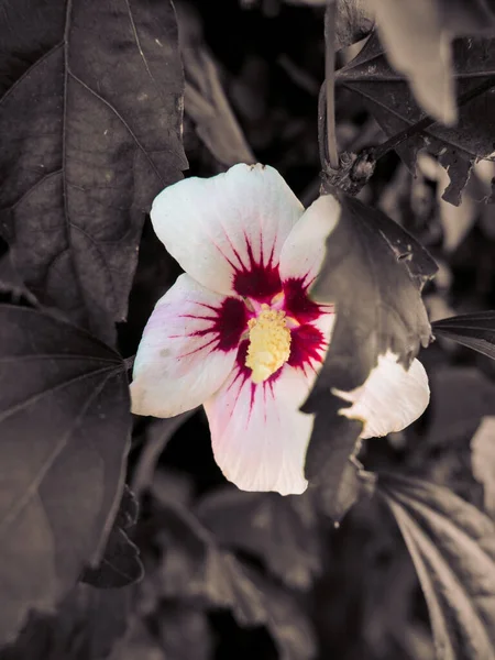 Hermosa Flor Hibisco Chino Rodeado Hojas Hiedra —  Fotos de Stock