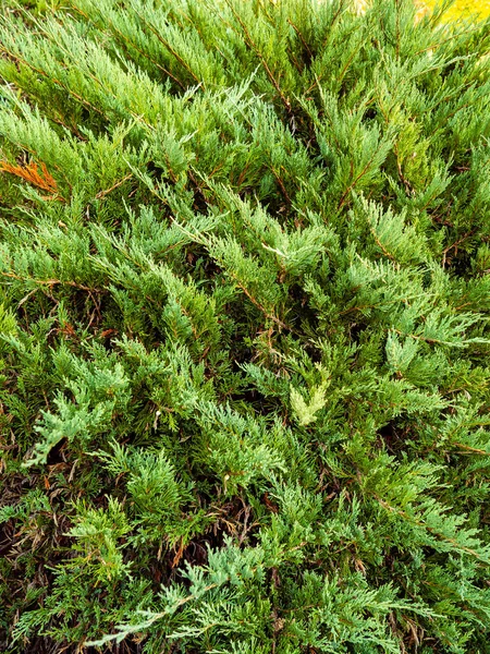 Arborvitae Eller Thuja Buske Gran Vintergrön Buske — Stockfoto