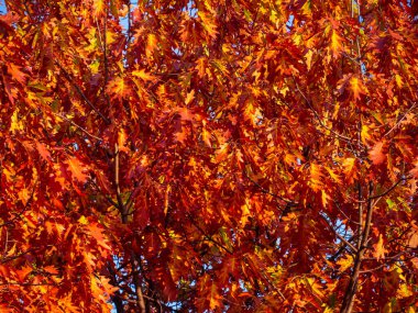 Sonbaharda sıcak turuncu meşe yaprakları