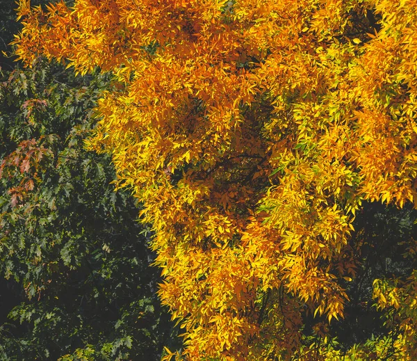 Contrast of color of tree leaves in autumn
