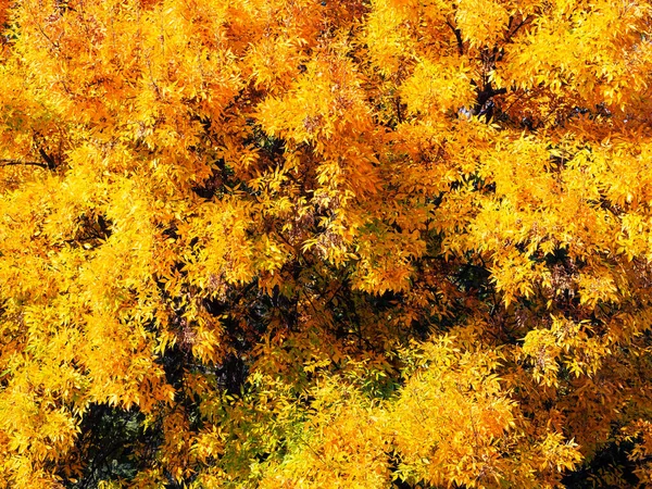初秋时树上明亮的黄叶 — 图库照片