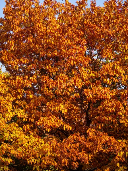 Orange Leaves Oak Tree Fall Season — Stock Photo, Image