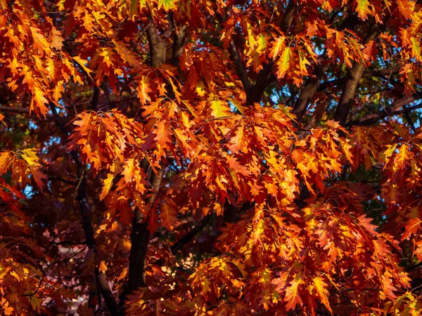 Donker Oranje Bladeren Van Een Eik Het Najaar — Stockfoto