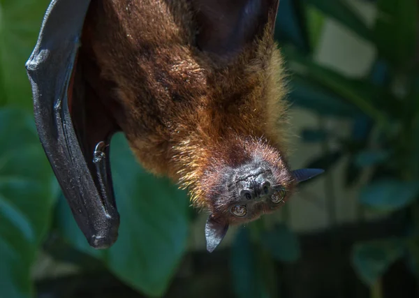 Fruit bat in Bali, Indonesia.