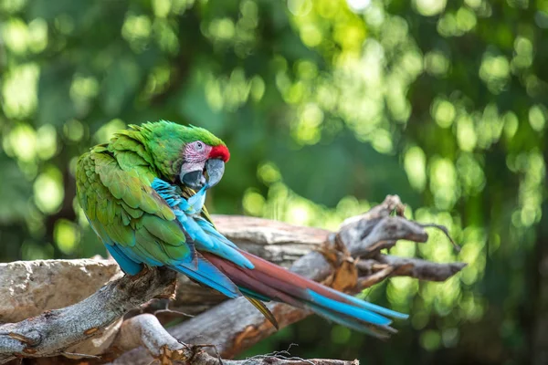 Tropical bird close-up.