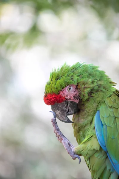 Tropical bird close-up.