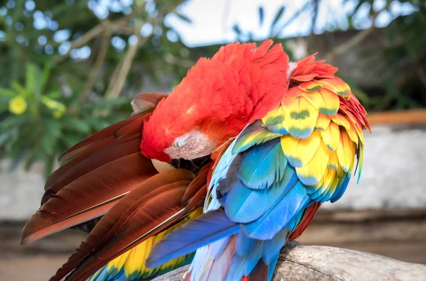 Tropical bird close-up.