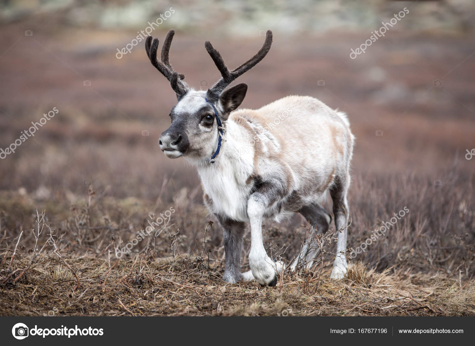 depositphotos_167677196-stock-photo-cute-baby-reindeer-getting-up.jpg