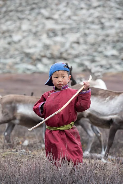 Little tsaatan boy posing with his family\'s reindeer.