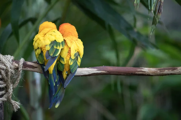 Close-up portrait of a colorful tropical bird.