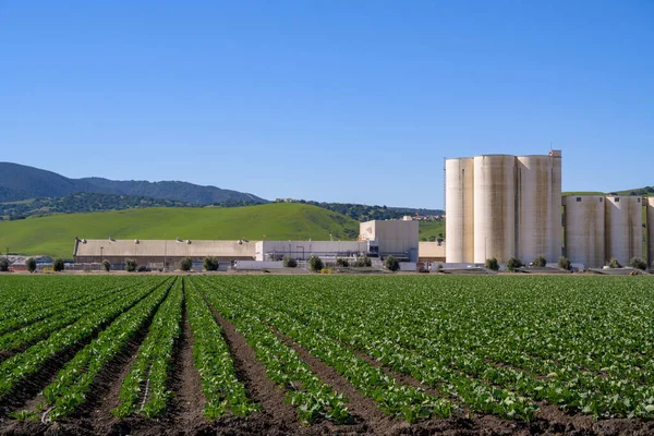Farmářské pole v Kalifornii s modrou oblohou — Stock fotografie