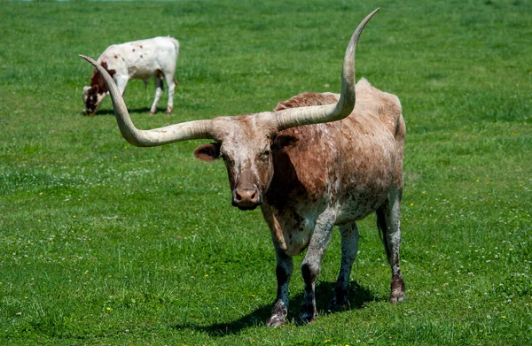 Longhorn cattle on pasture at ranch — Stock Photo, Image