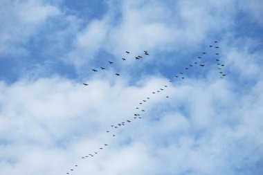Mavi gökyüzü, beyaz bulutlar ve uçan kuşlar. Hava açık. Arkaplan.