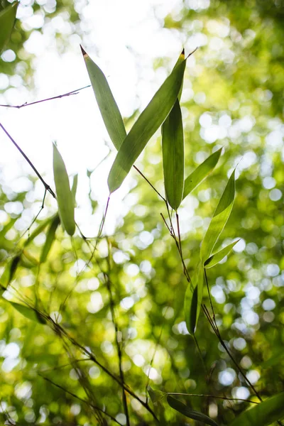 Bambu ağaçlarının arka planında bambu yaprakları..