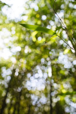 Bambu ormanının bulanık arka planında güzel bambu yaprakları.