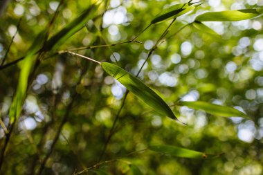 Bambu yaprağı, bambu ormanının arka planında sabah güneşiyle aydınlatılır. Doğa arkaplanı.