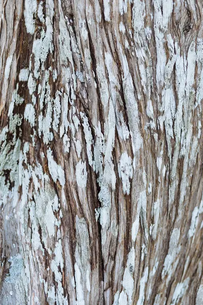 木の樹皮の美しい絵の質感とイメージ 表面が織物だよジュニパー 詳細を木の幹のテクスチャを閉じます 天然素材 環境背景 — ストック写真
