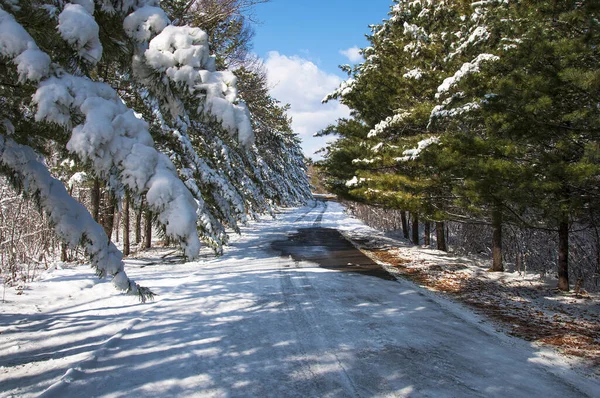 Snow-covered cedar trees along the road on a sunny winter day in Russia
