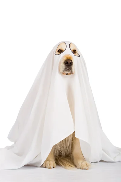 Golden Retriever dog ghost — Stock Photo, Image