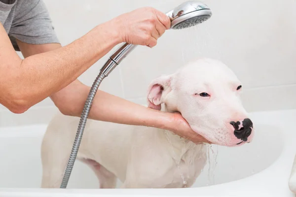 Fürdő, egy kutya Dogo Argentino — Stock Fotó
