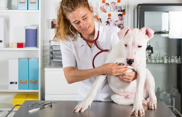 Escuchando a un perro Veterinario Dogo Argentino — Foto de Stock