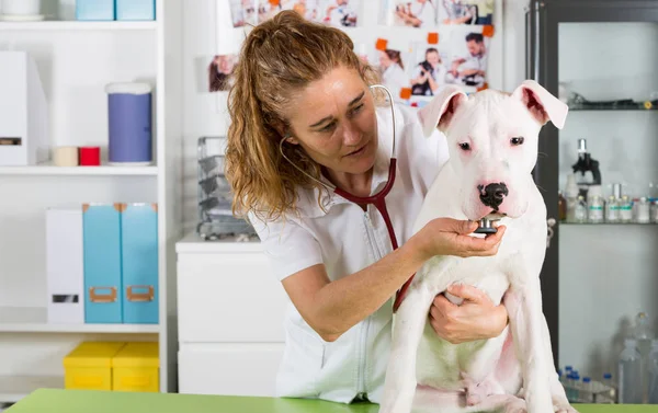 By listening to a dog Veterinary Dogo Argentino