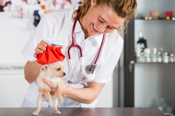 Ветеринар с щенком чихуахуа — стоковое фото
