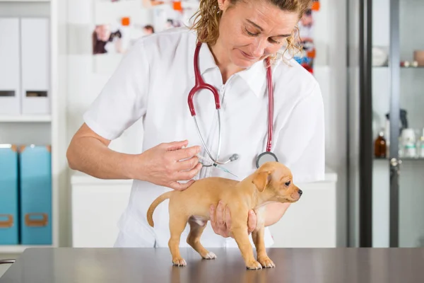 Veterinary with a Chihuahua puppy — Stock Photo, Image