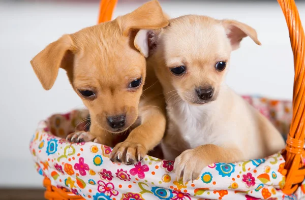 Dos cachorros chihuahuas en una canasta —  Fotos de Stock