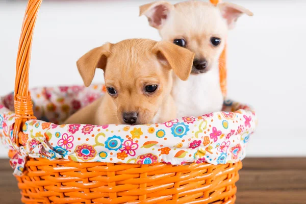 Two chihuahuas puppies in a basket — Stock Photo, Image