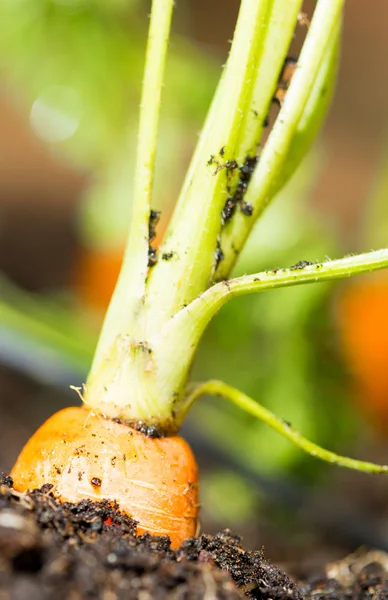 Plantage ökologischer Möhren — Stockfoto