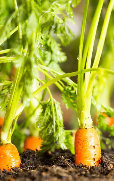 Plantación de zanahorias ecológicas — Foto de Stock