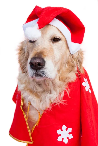 Pes oblečený jako santa claus — Stock fotografie