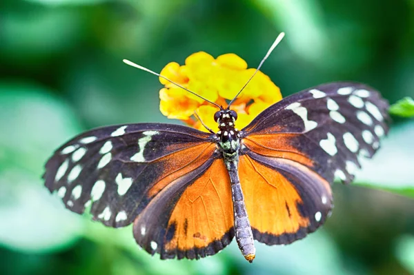 Heliconius a hecale — Stock Photo, Image