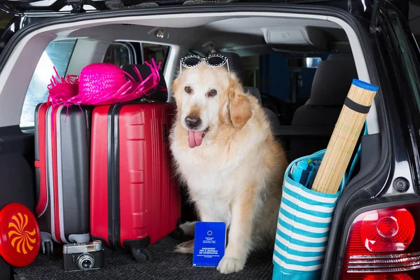 Viagem de retriever dourado — Fotografia de Stock