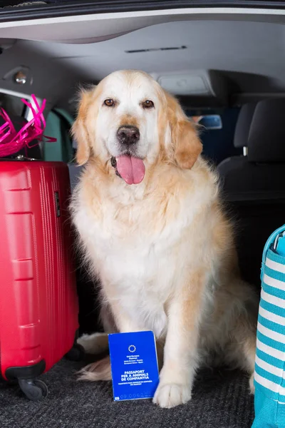 Viaggio Golden Retriever Immagine Stock