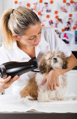 Veteriner köpeği Shih Tzu
