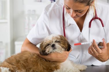 Veteriner köpeği Shih Tzu