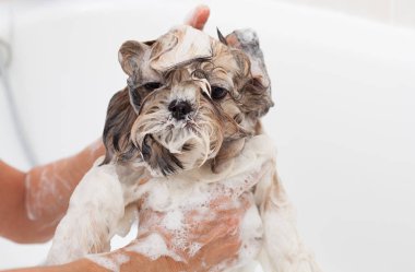 Banyo bir köpek Shih Tzu