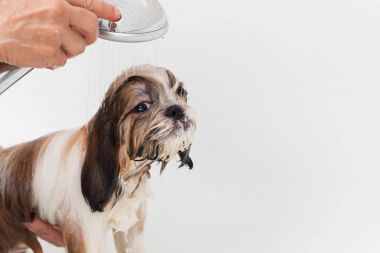 Banyo bir köpek Shih Tzu