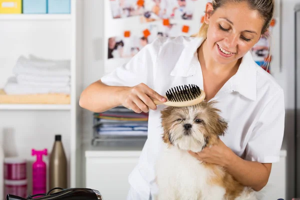 Vet com seu cão Shih Tzu — Fotografia de Stock