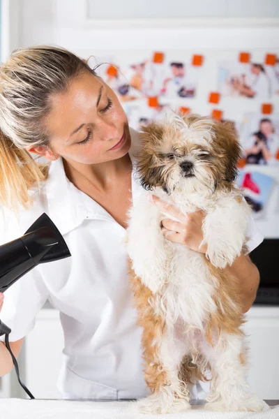 Ветеринар со своей собакой Ши Цзы — стоковое фото
