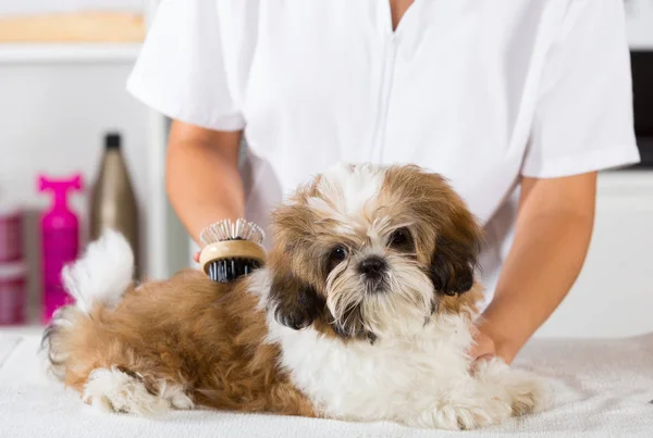 Veterinario con il suo cane Shih Tzu — Foto Stock